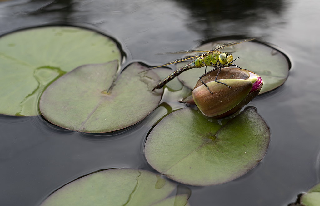 Southern Hawker